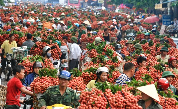 Lục Ngạn: Mùa vải chín. (20/6/2016)